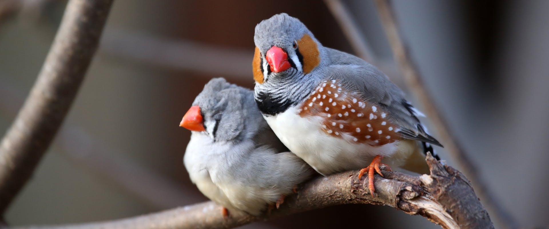 A pair of Zebra Finches