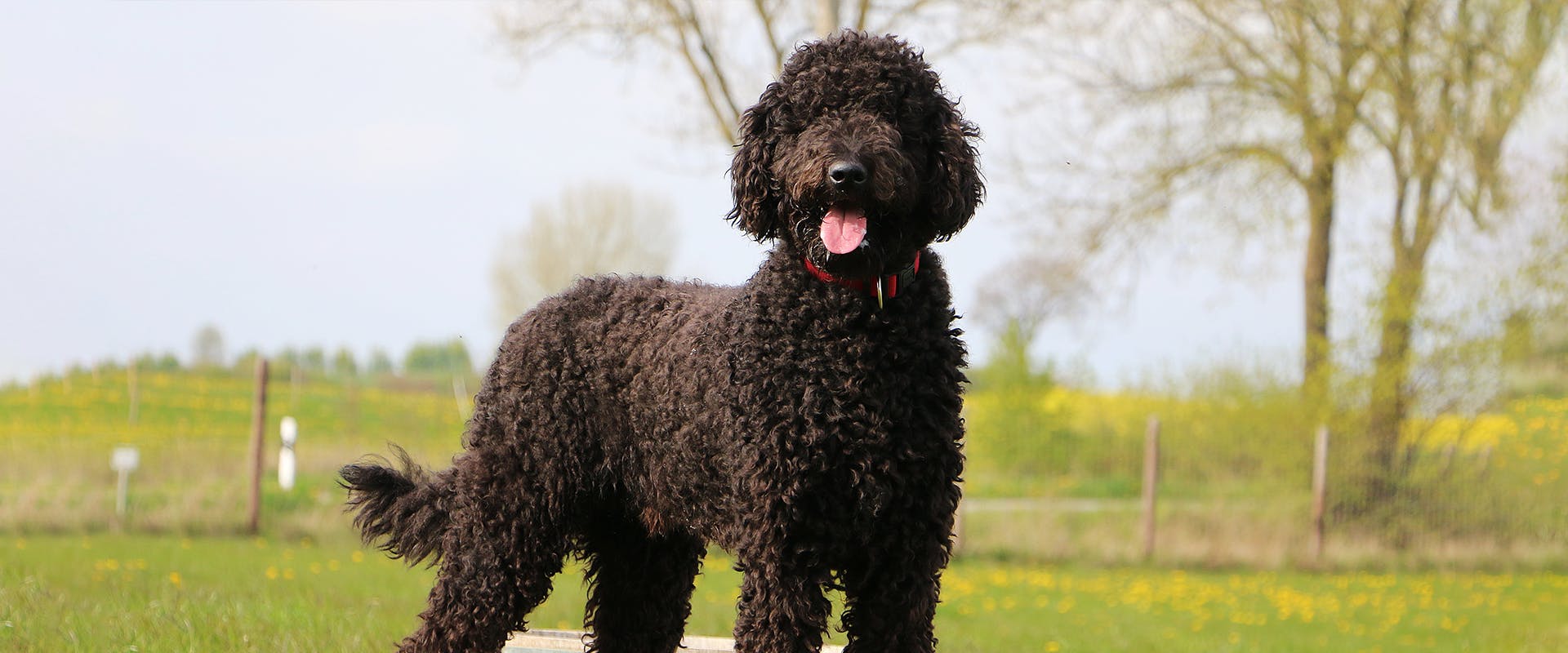 A black Portuguese water dog standing in a field