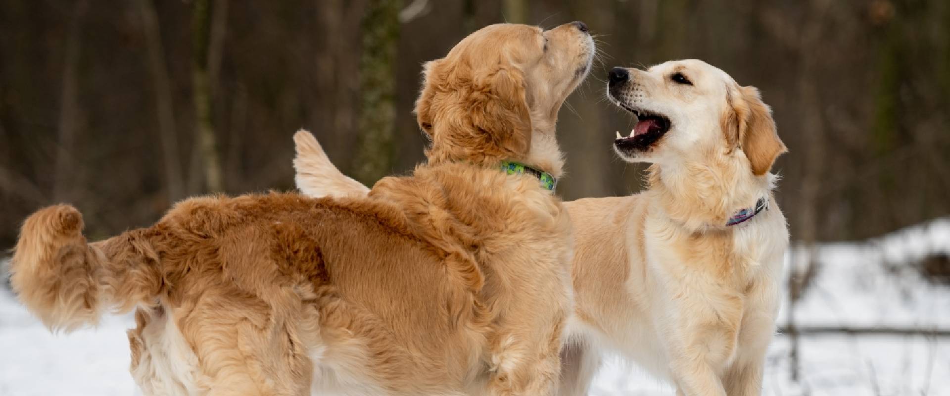 Golden Retriever Meet-Ups | TrustedHousesitters.com