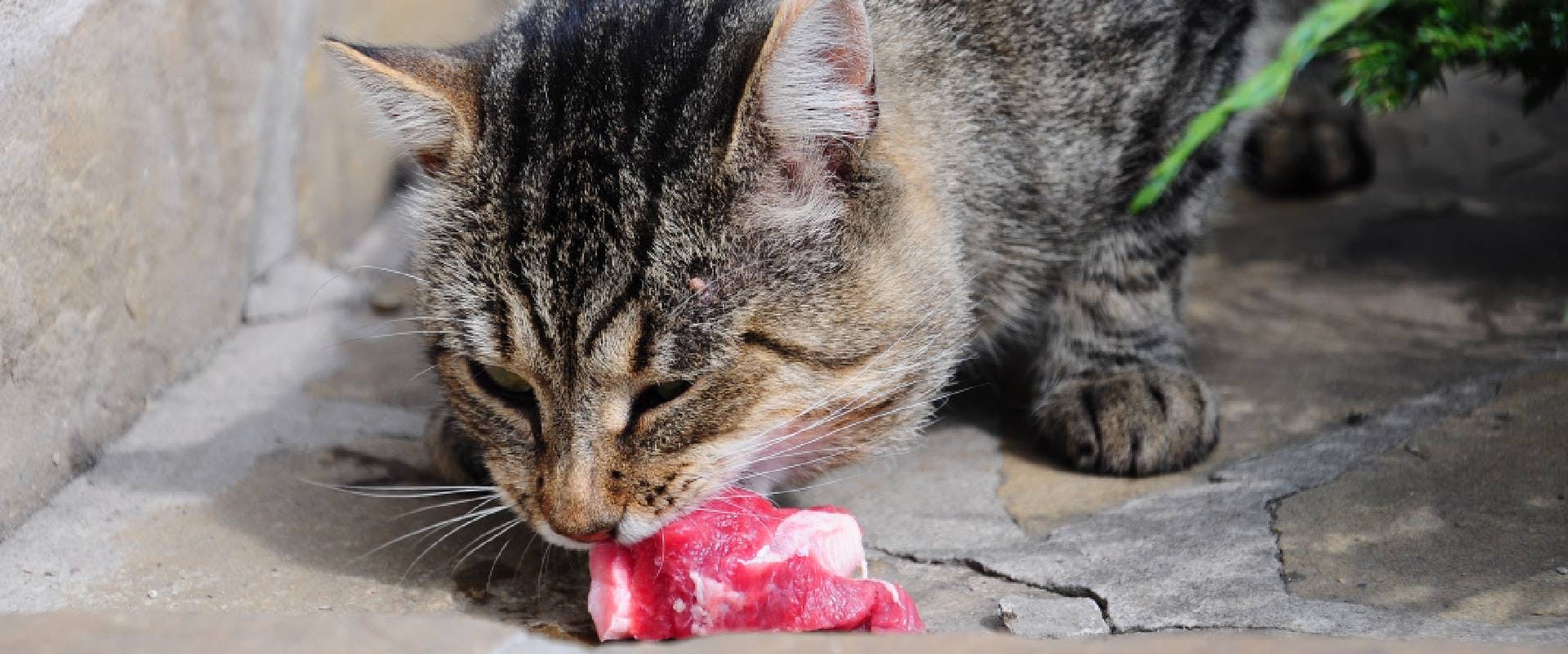 Cat eating raw meat