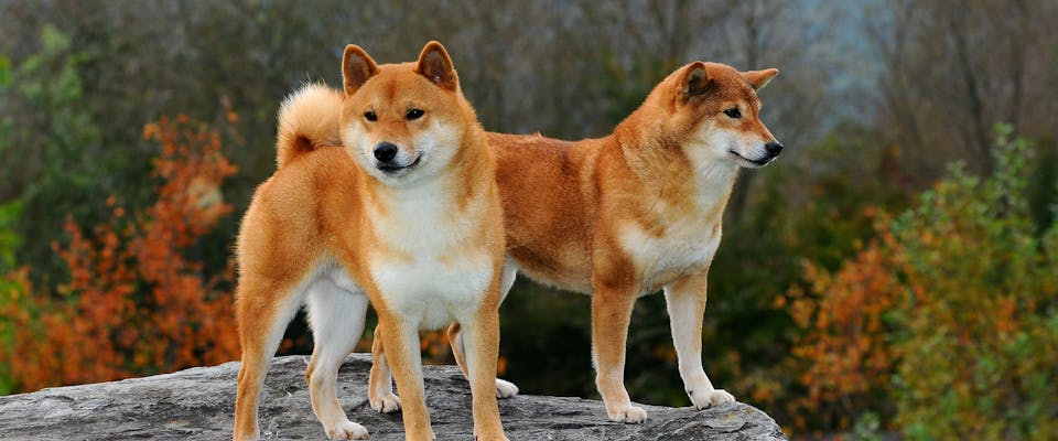 Two Shiba Inus stand on a rock.