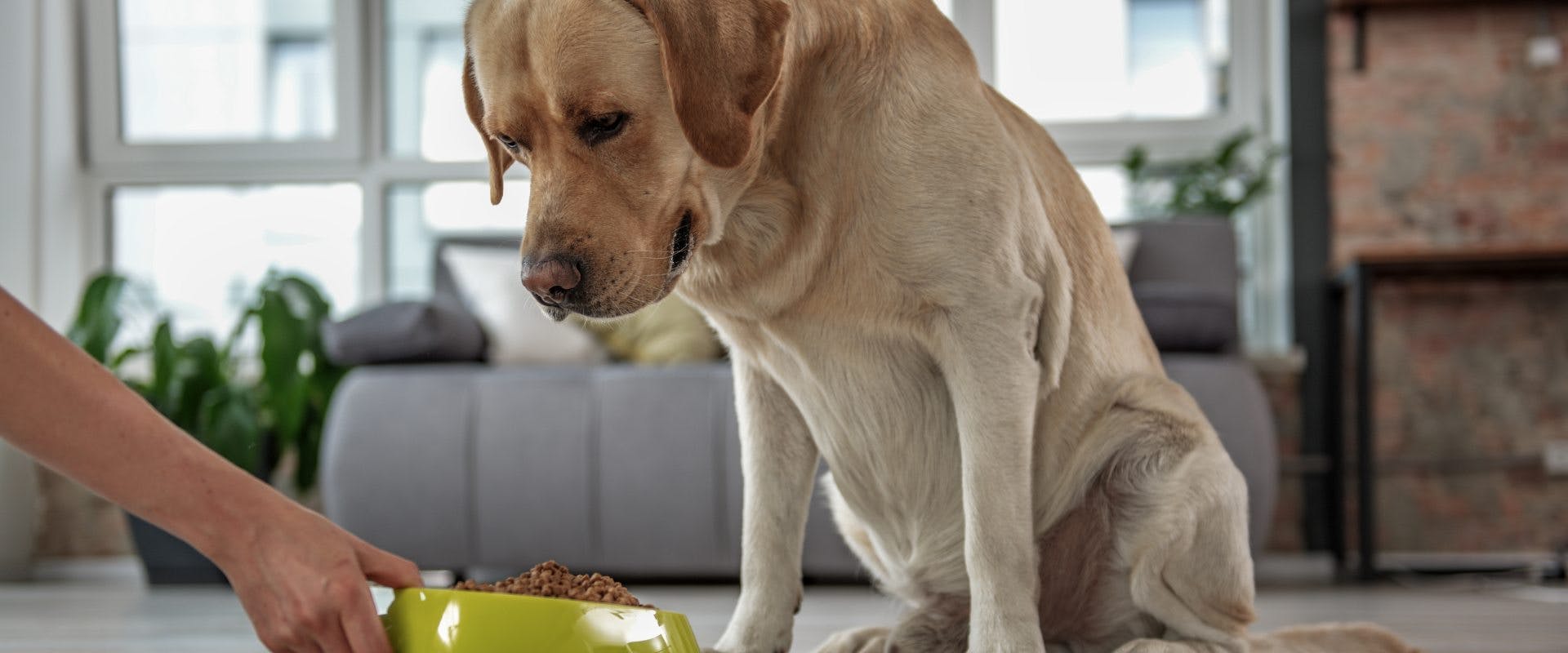 Dog looking at food and not eating.
