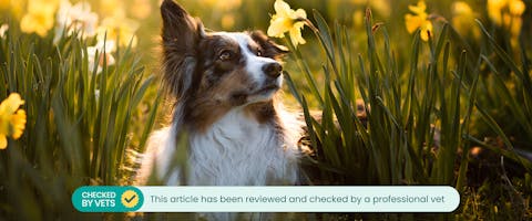 A dog sitting in a field of daffodils