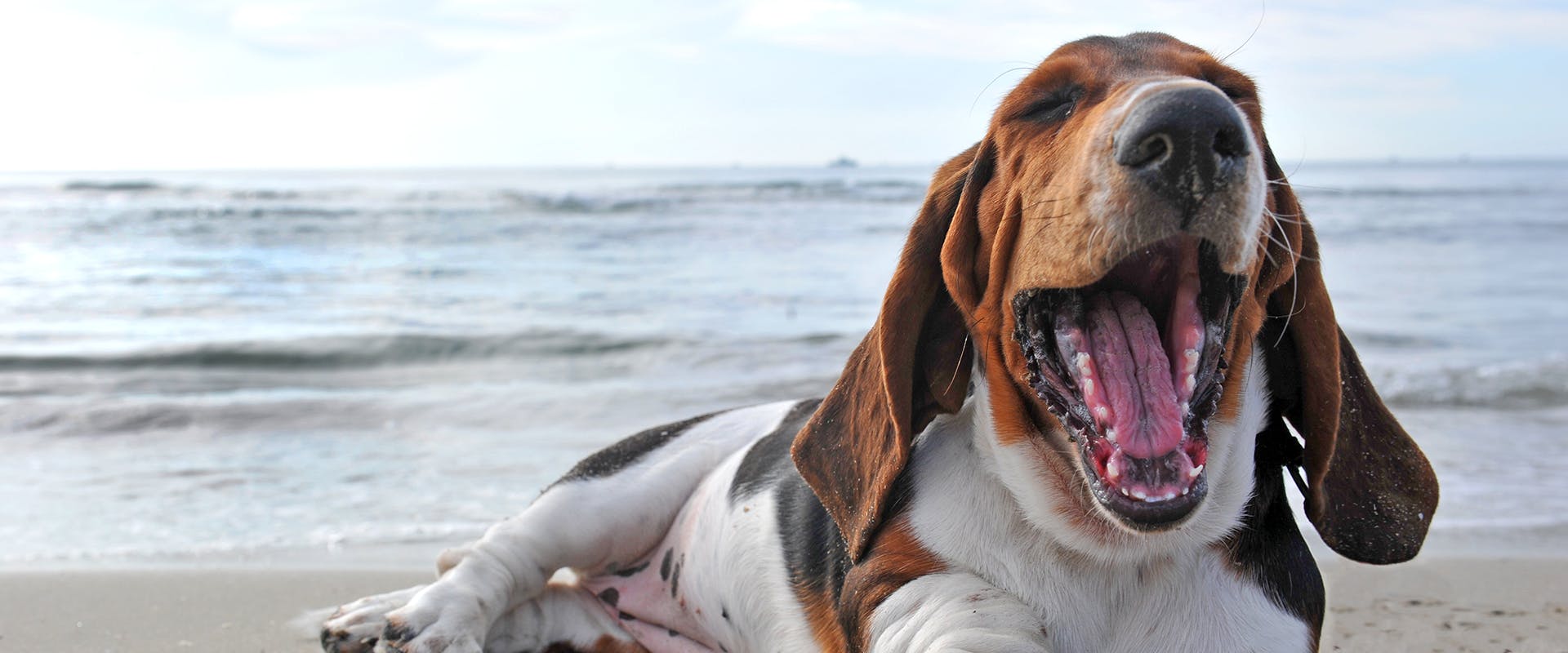 A Basset Hound yawning on the beach