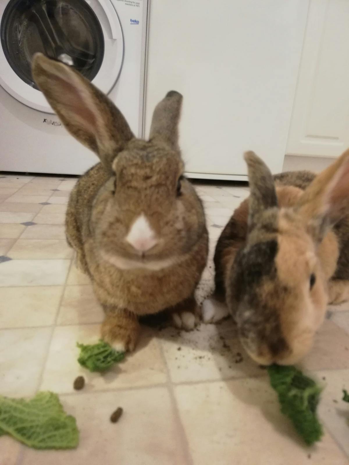 Ivor and Poppy the rescue rabbits.