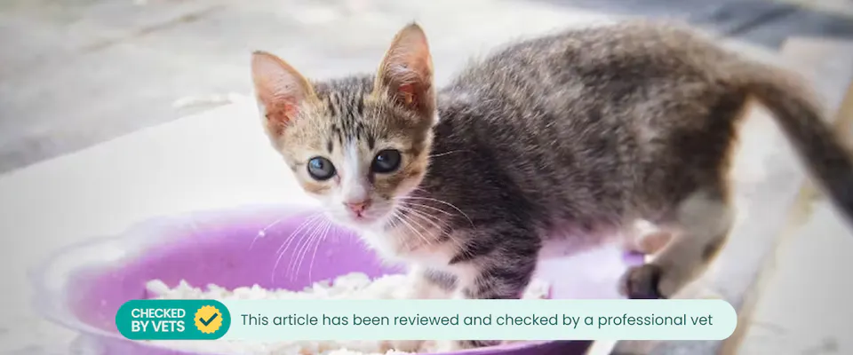 Cat Pee Rice Can Cats Eat Rice? | TrustedHousesitters.com