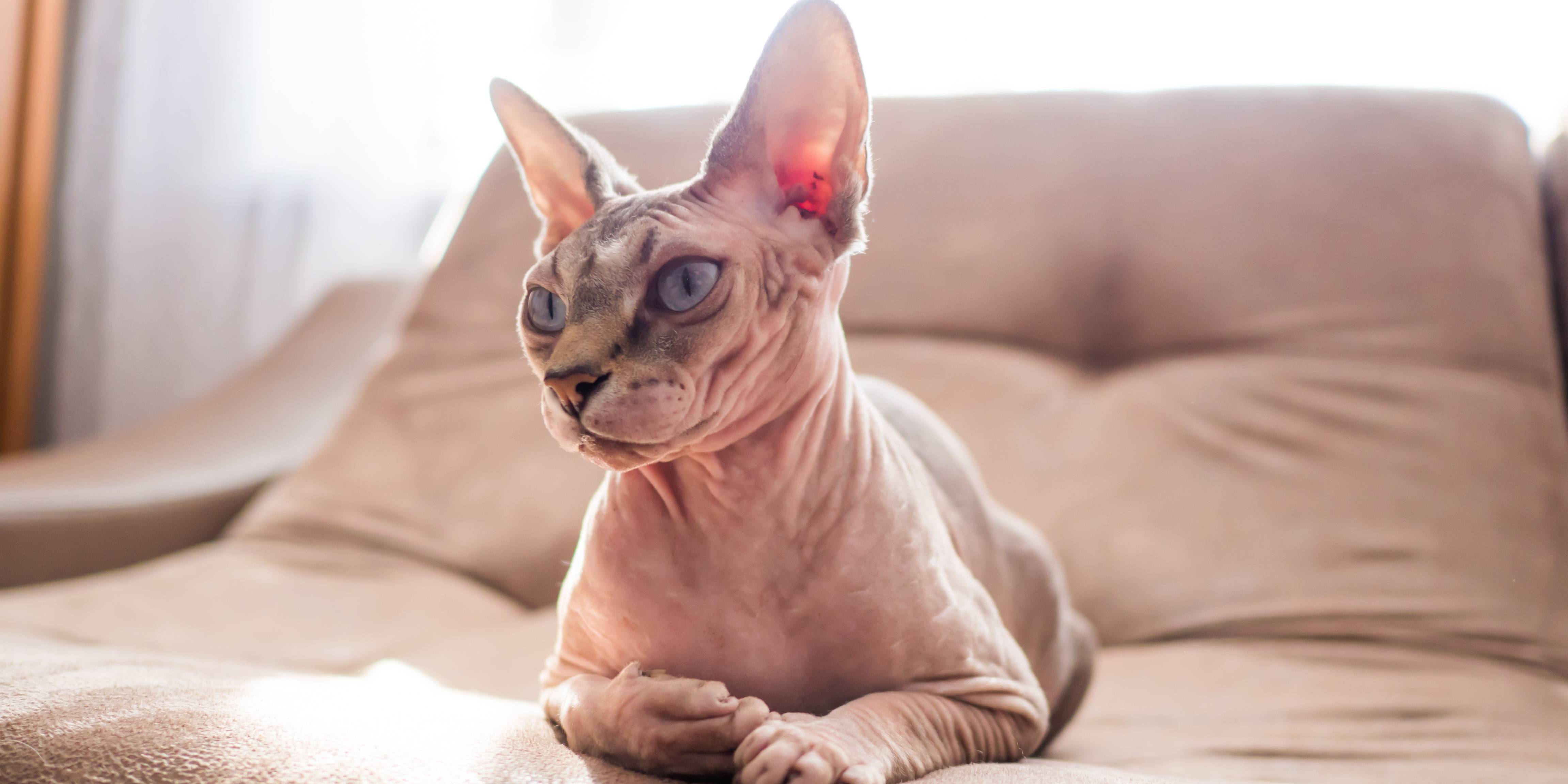 A Sphynx cat sitting on an arm chair. 