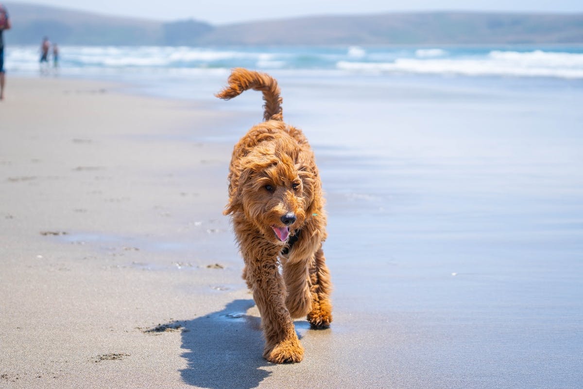 Goldendoodle running on a beach