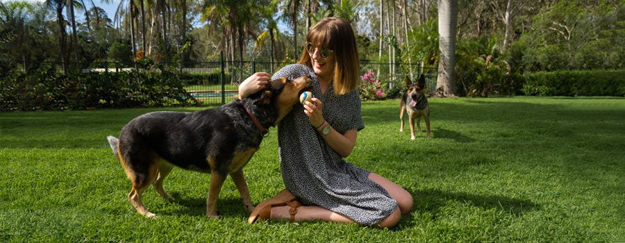 Young woman playing with Australian Kelpie dogs on lawn