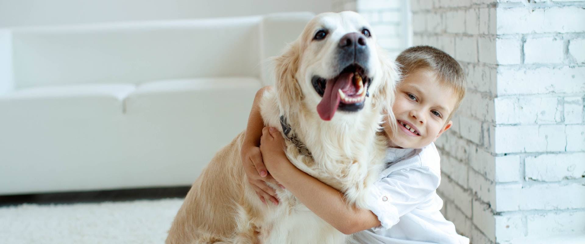 Golden Retriever and a young boy embracing