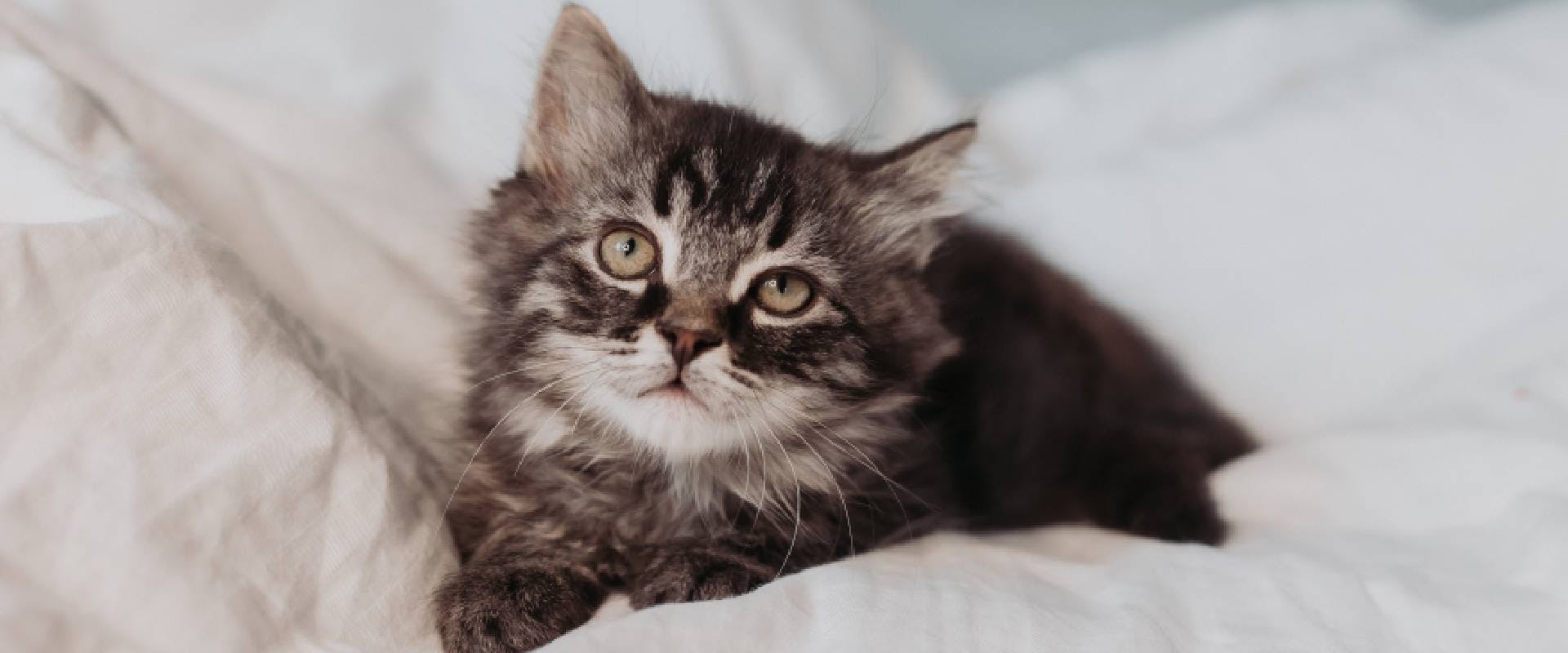 Are Kittens Easier Than Puppies