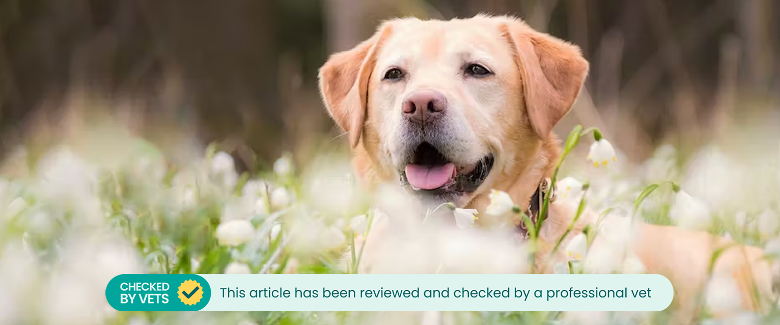 A dog sitting in a field of snowdrop flowers