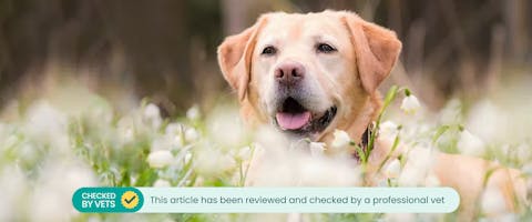 A dog sitting in a field of snowdrop flowers