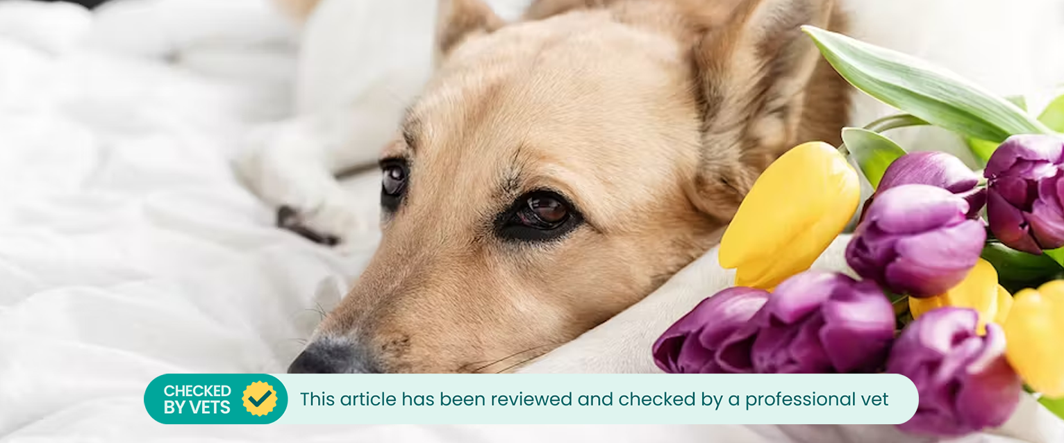 A dog laying down on a white bed, a bouquet of tulips beside it