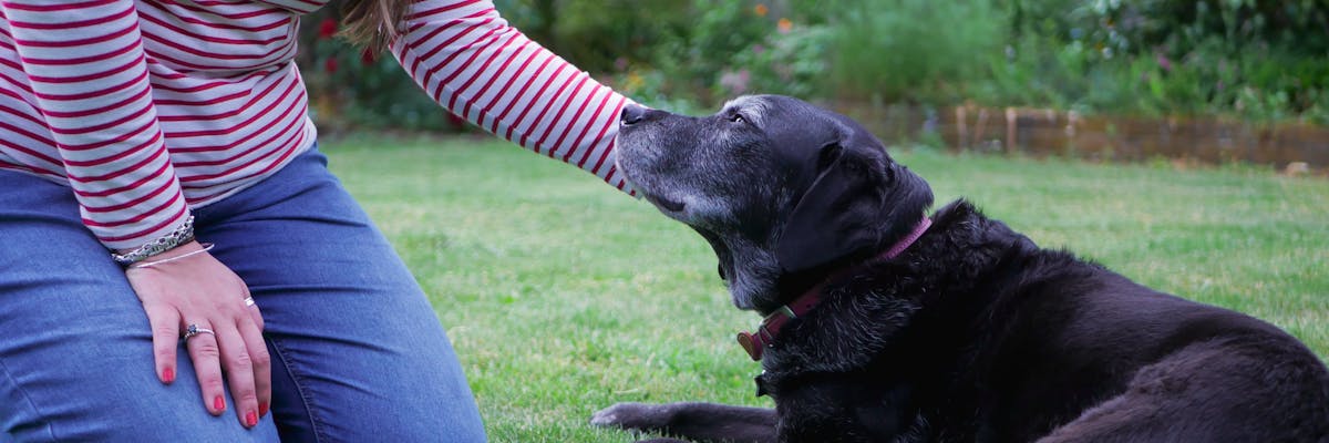 A woman crouching down, affectionately holding the head of a senior black Labrador dog