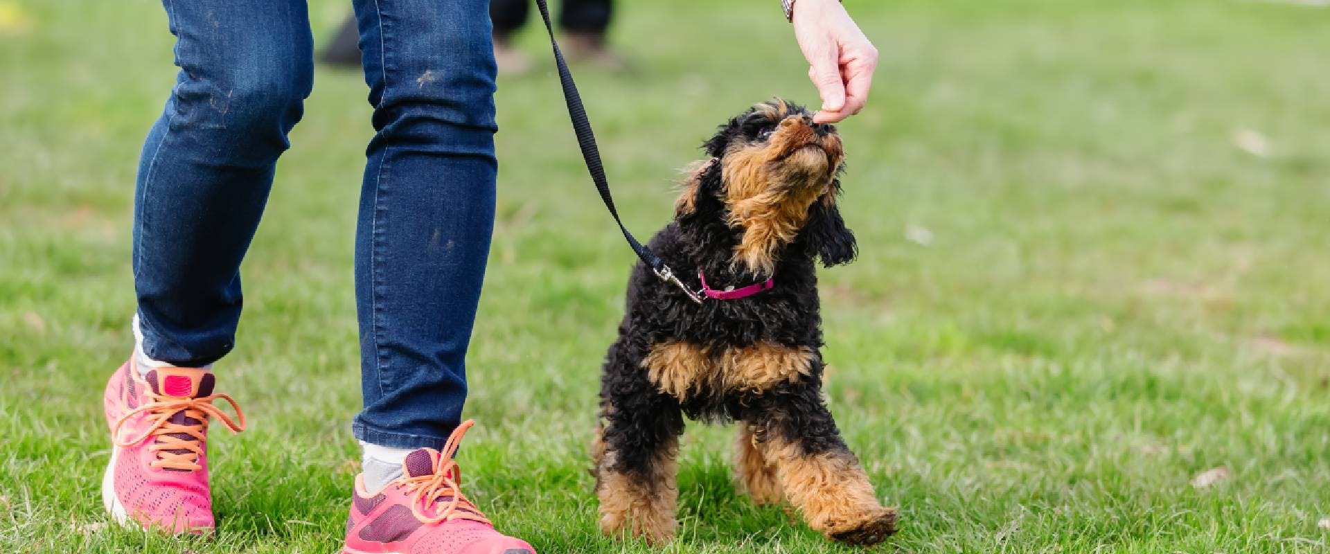 Poodle experiencing leash training