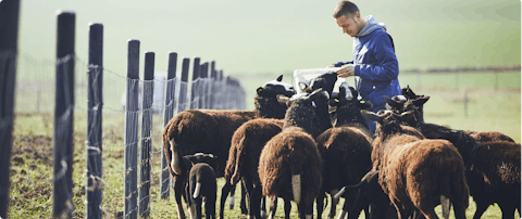 A sitter feeding sheep