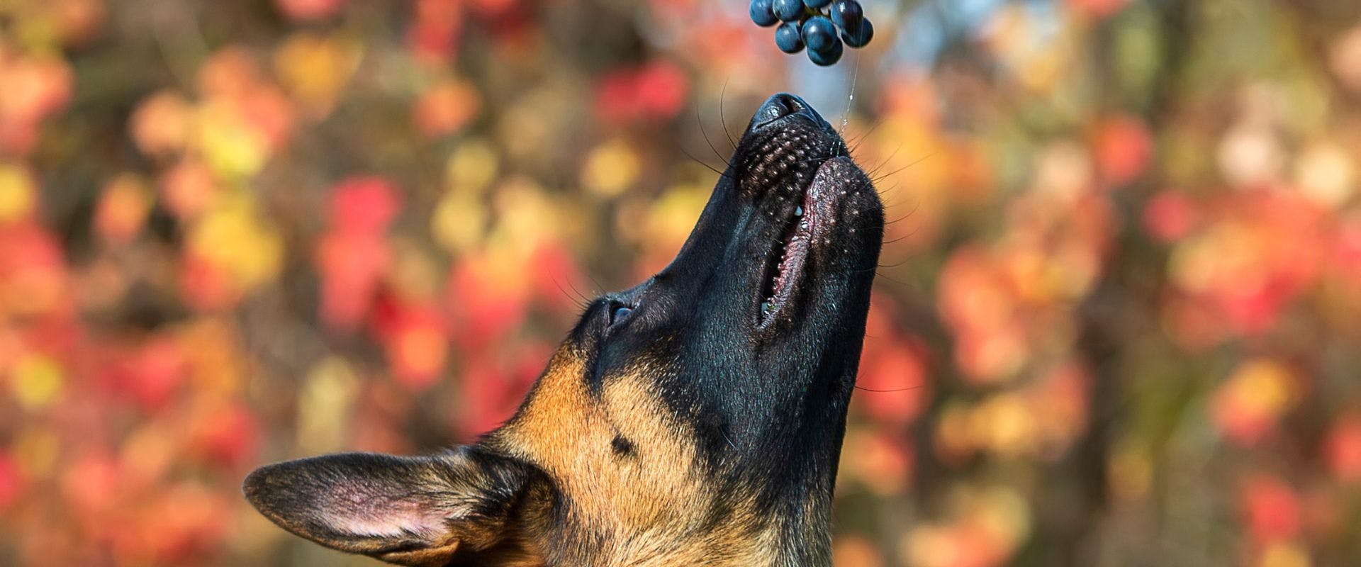 Belgian Malinois sniffing grapes
