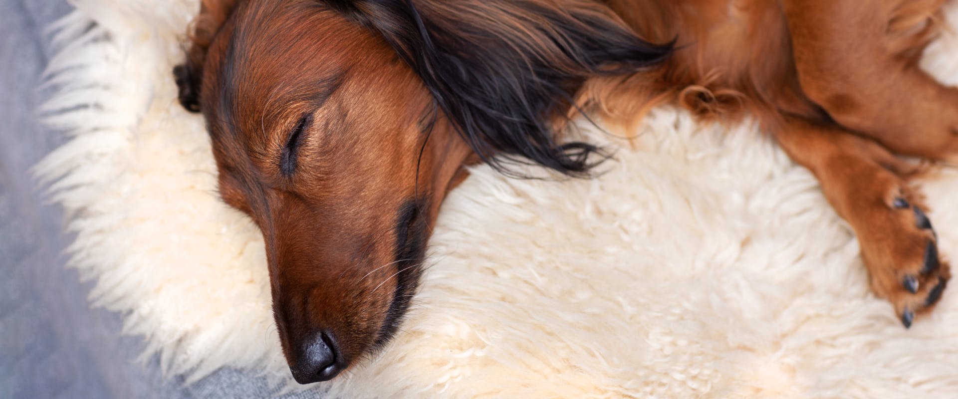 A dog sleeps on a carpet.