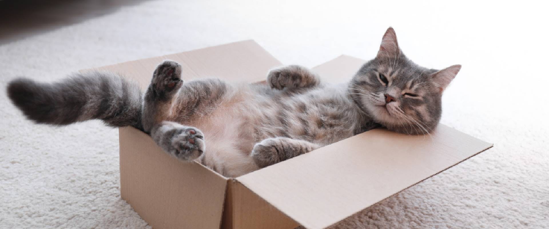 Grey tabby cat laying in a box