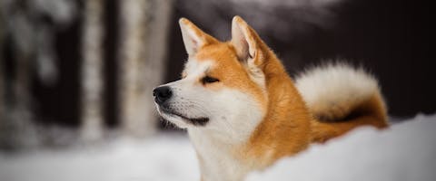 An Akita dog in the snow