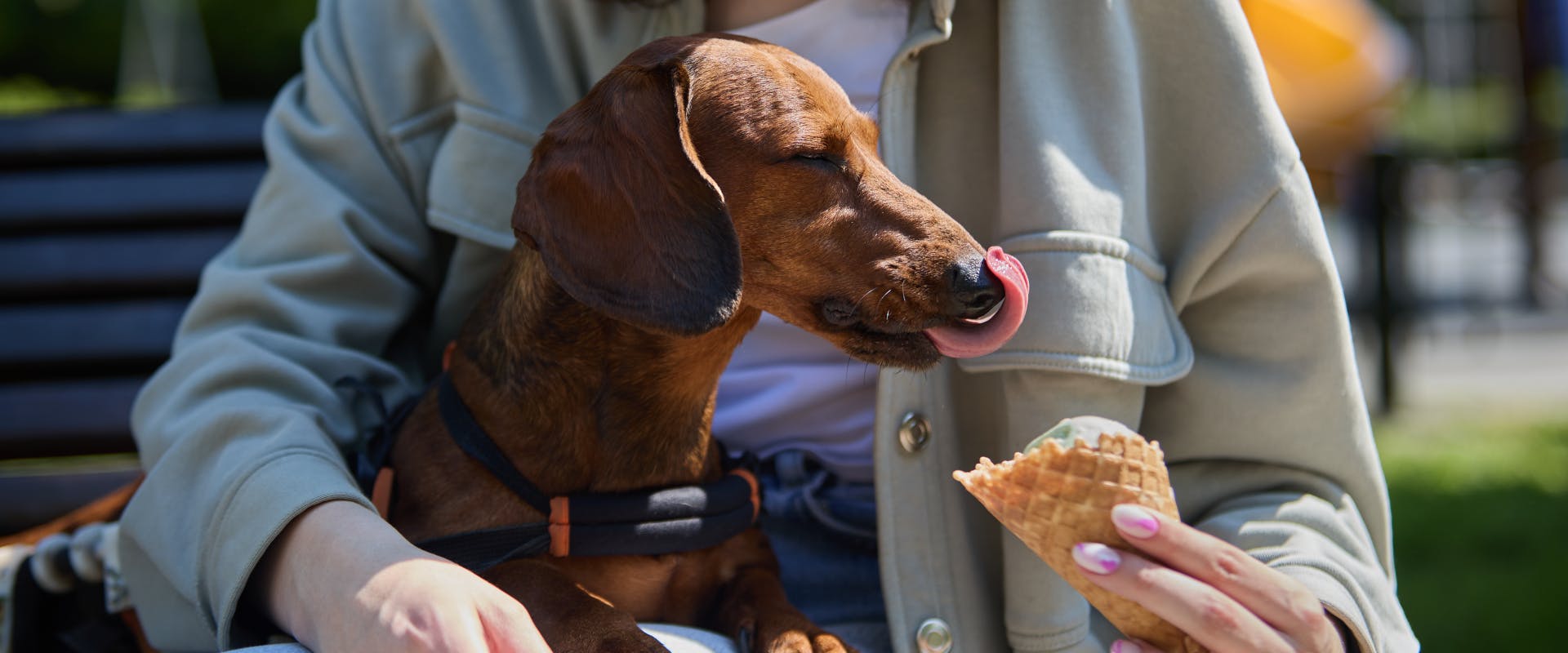 dachshund sitting on a person's lap eating an ice cream 