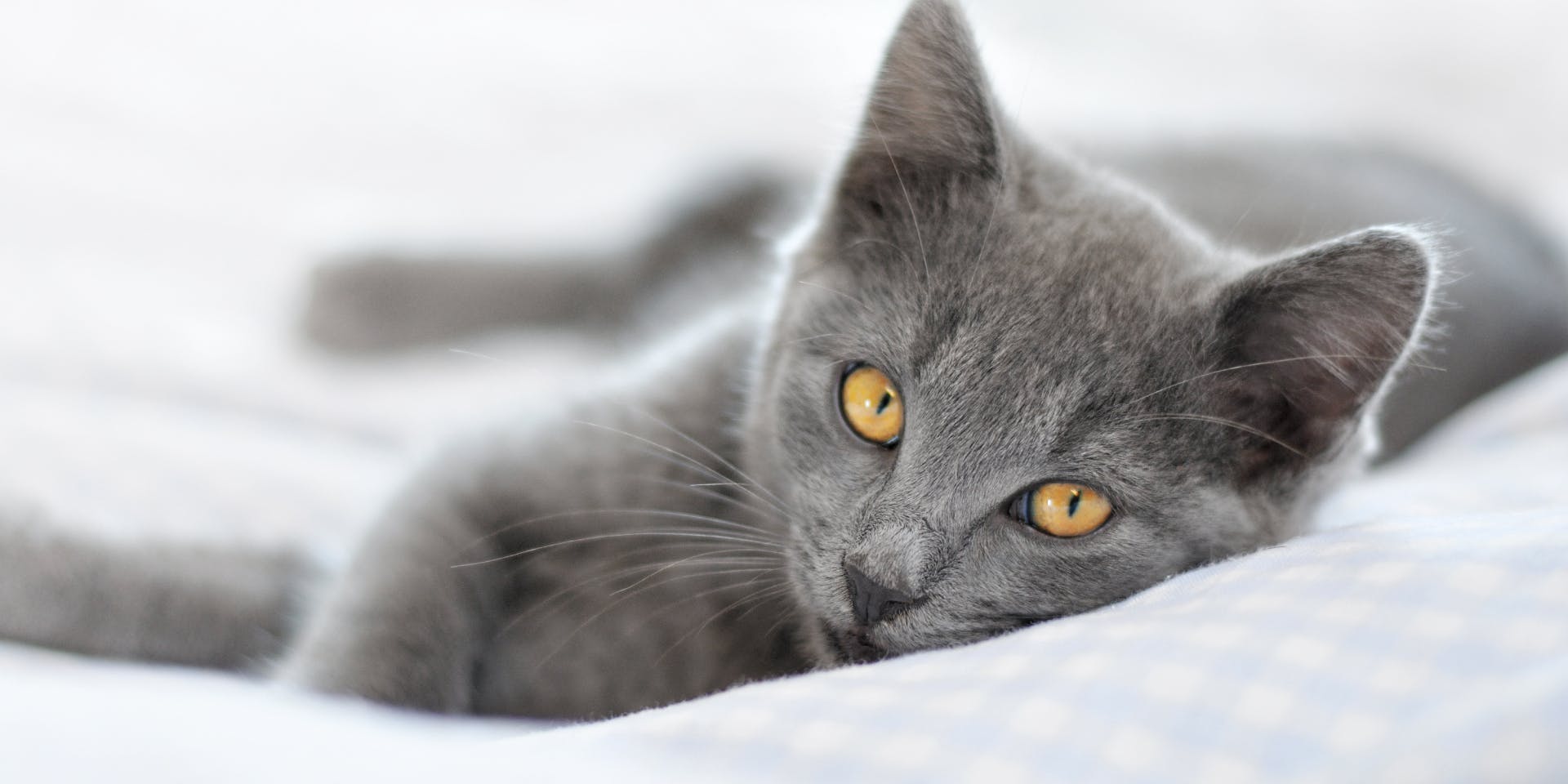 A gray cat with bright yellow eyes.