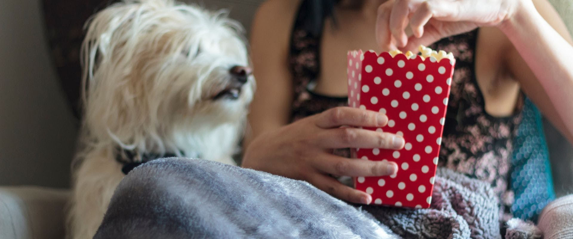 Person eating popcorn with small white dog