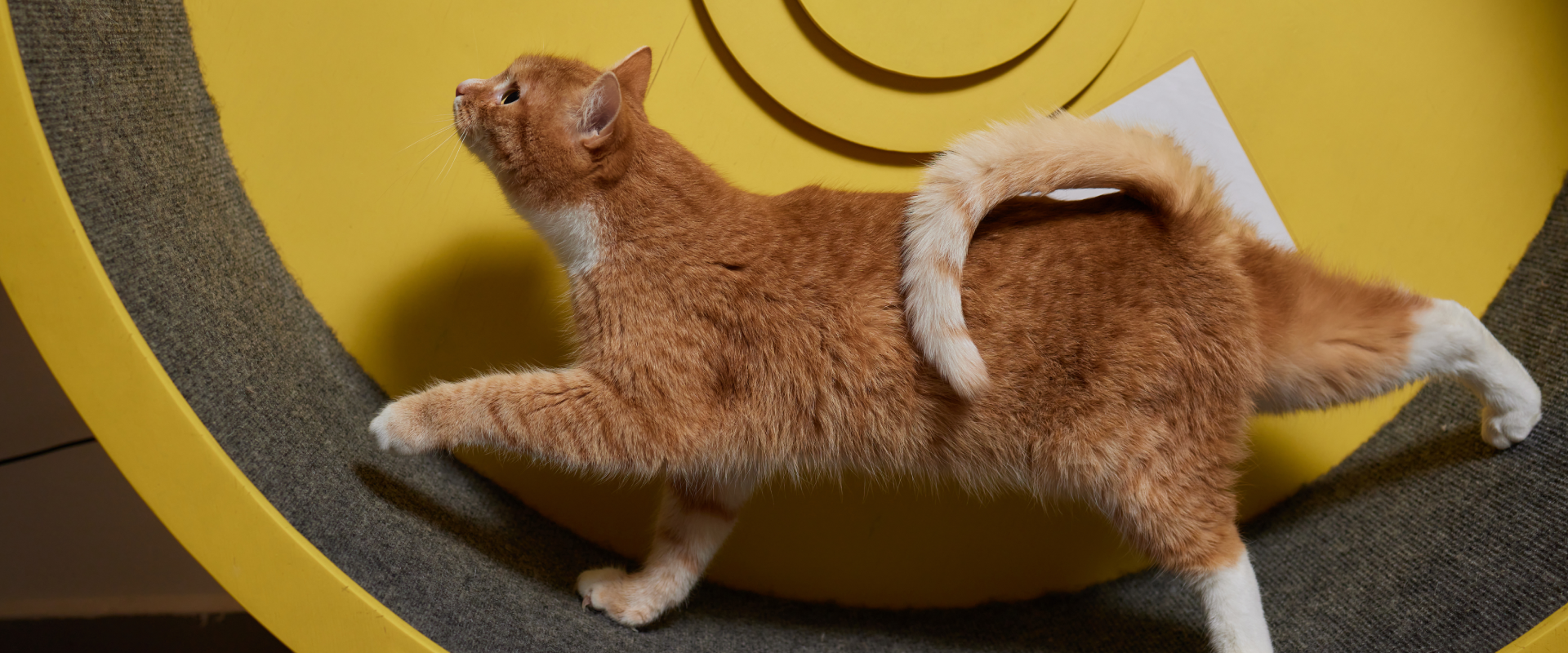 A cat runs on an exercise wheel.