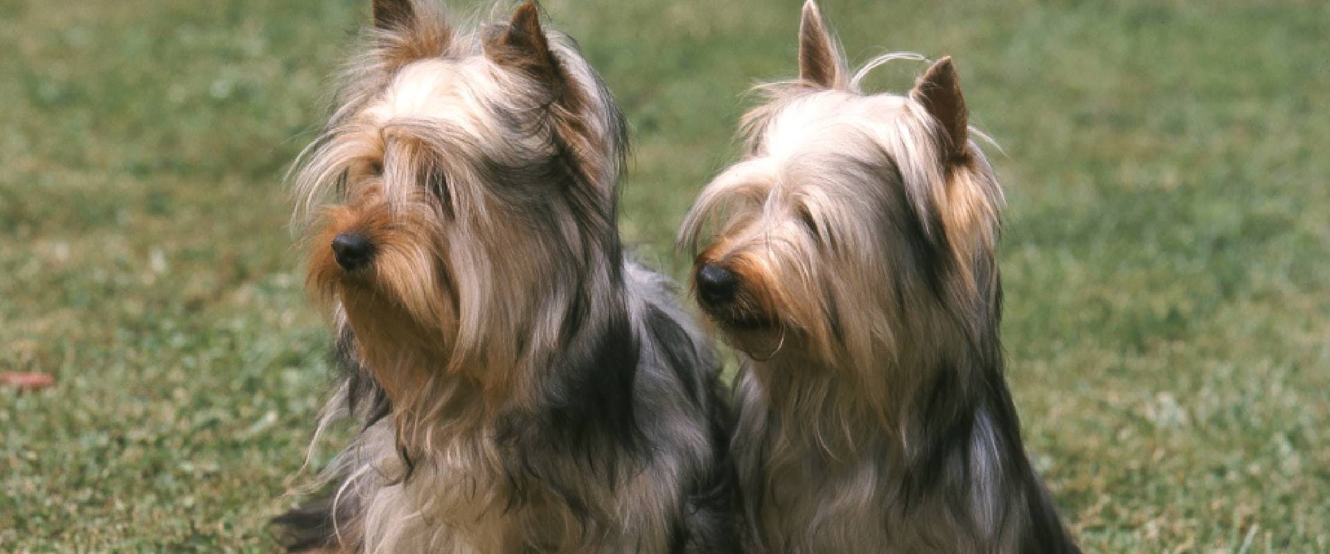 Two Silky Terriers sat on grass