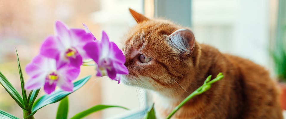 A ginger cat smelling some flowers