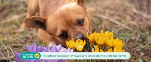 Dog admiring crocus plants
