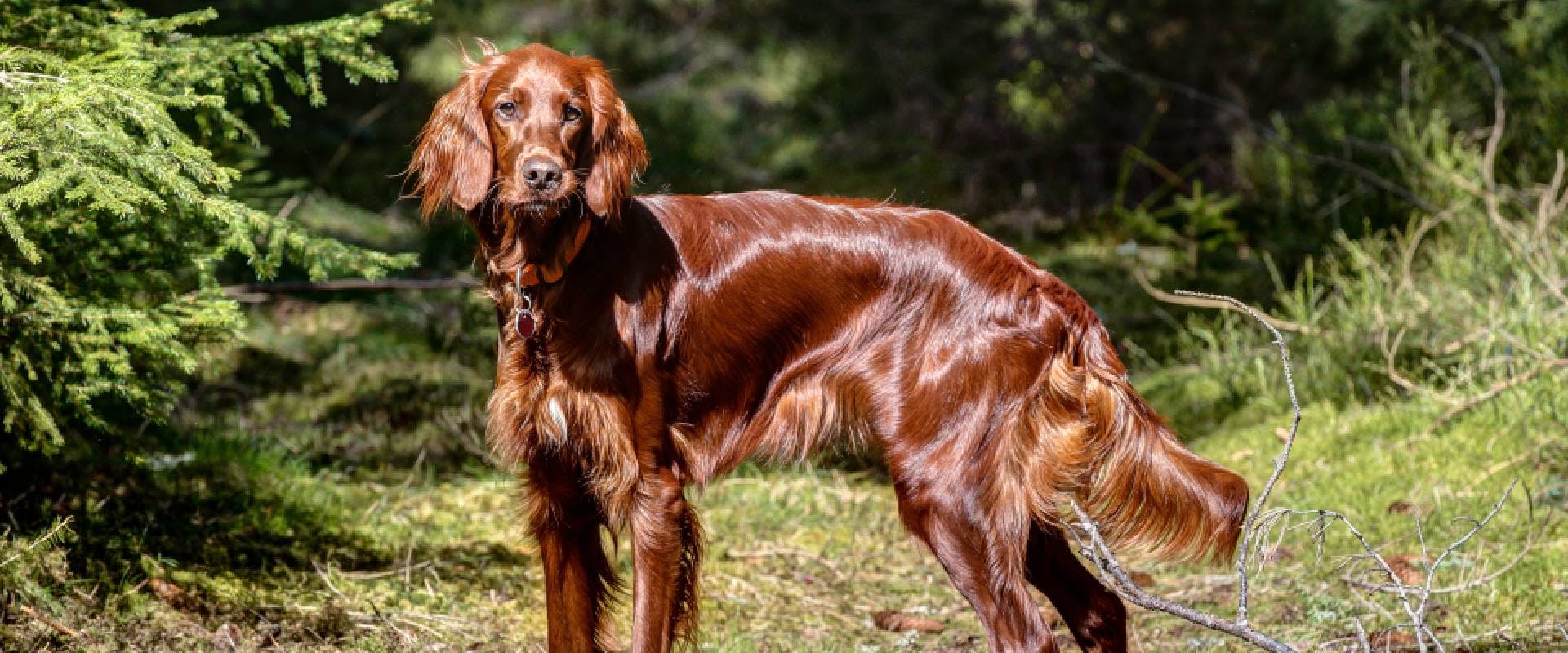 Irish Doodle parent, Red Setter standing in forest