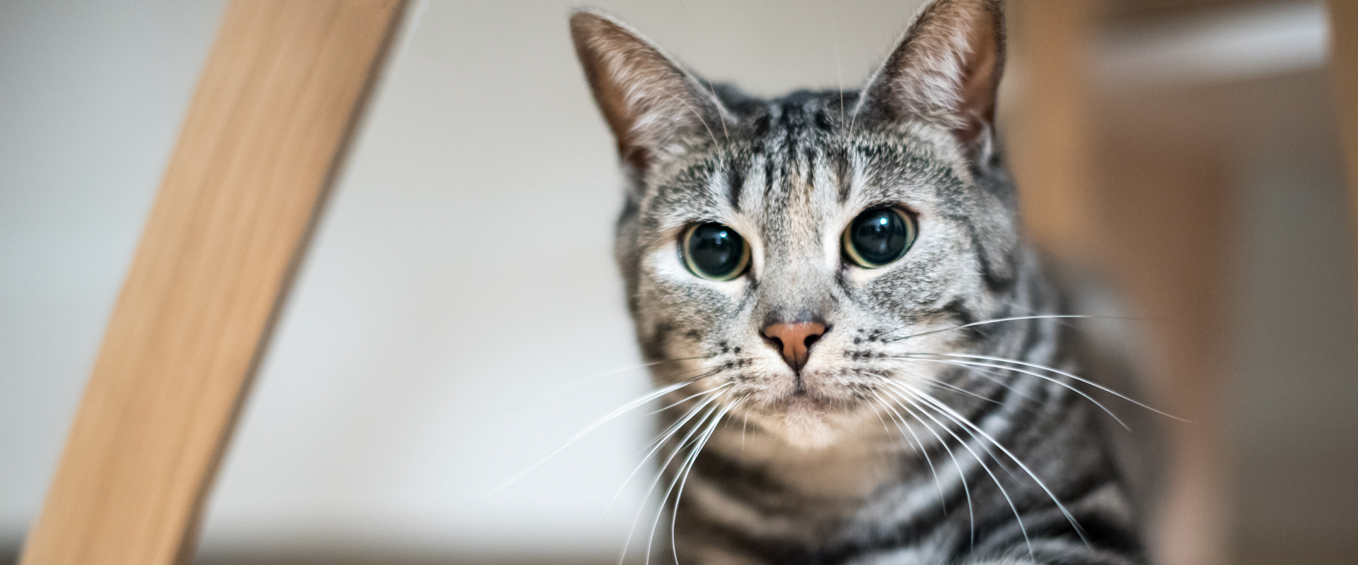 Why are my Cat's Eyes Dilated?