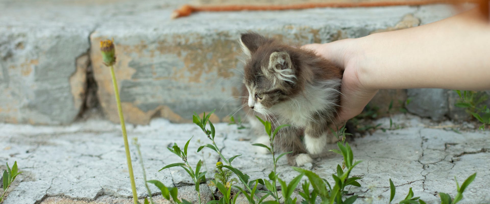 A kitten in a garden.