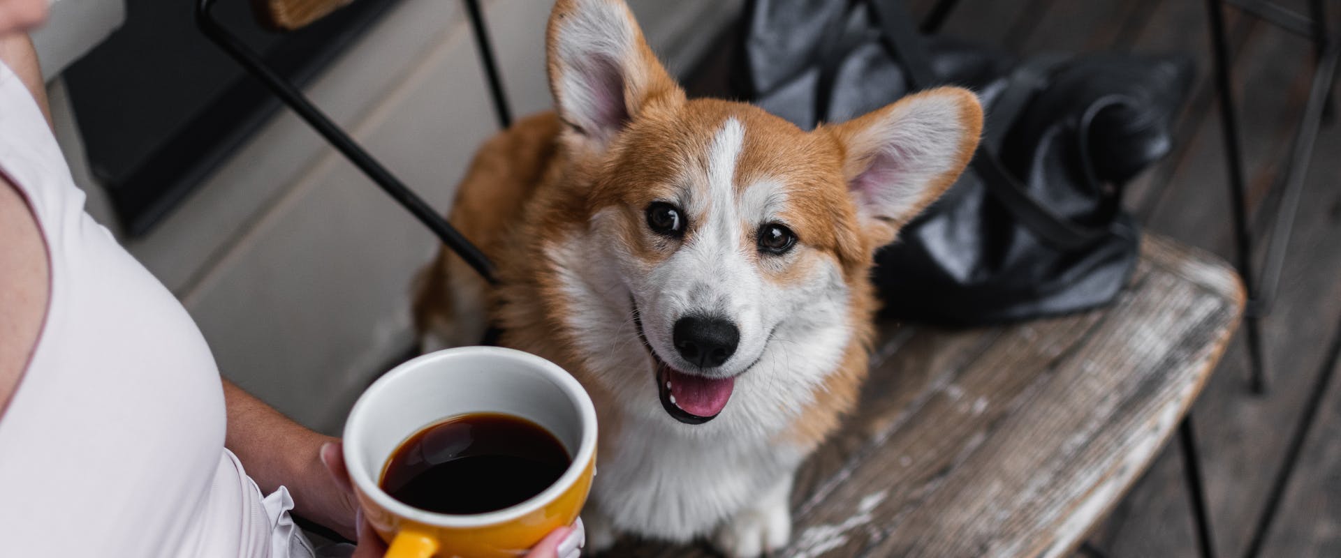 Corgi looking at a cup of coffee.