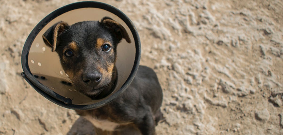 A dog wearing an Elizabethan collar