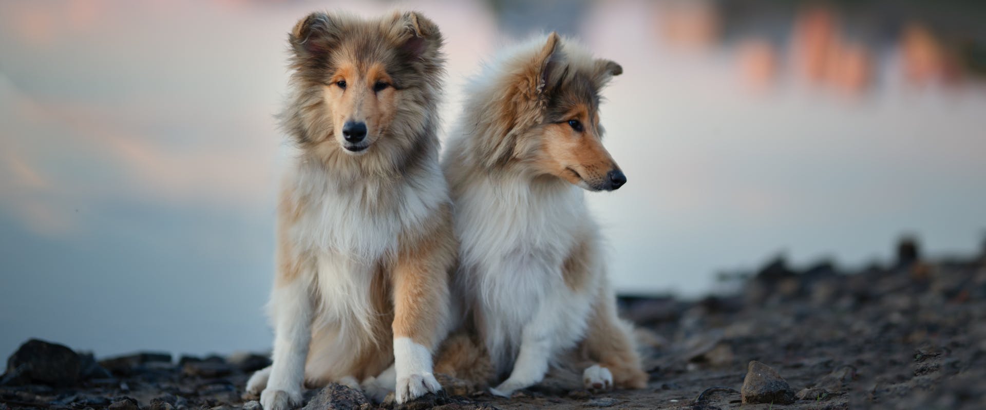two long haired rough collie puppies sat next to each other on a rocky lake bank
