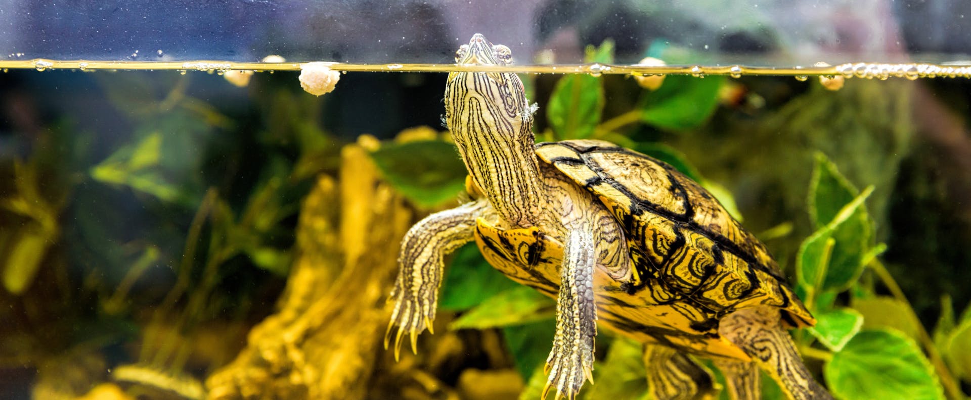 a swimming terrapin in a pet reptile tank