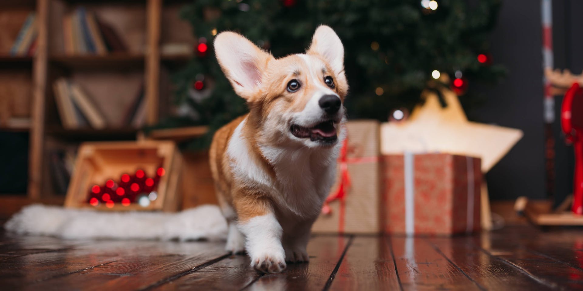 Dog walking beside a Christmas tree