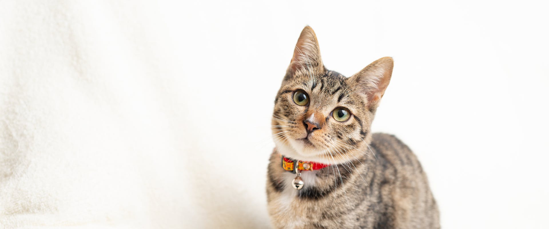 A young cat sits wearing a collar.