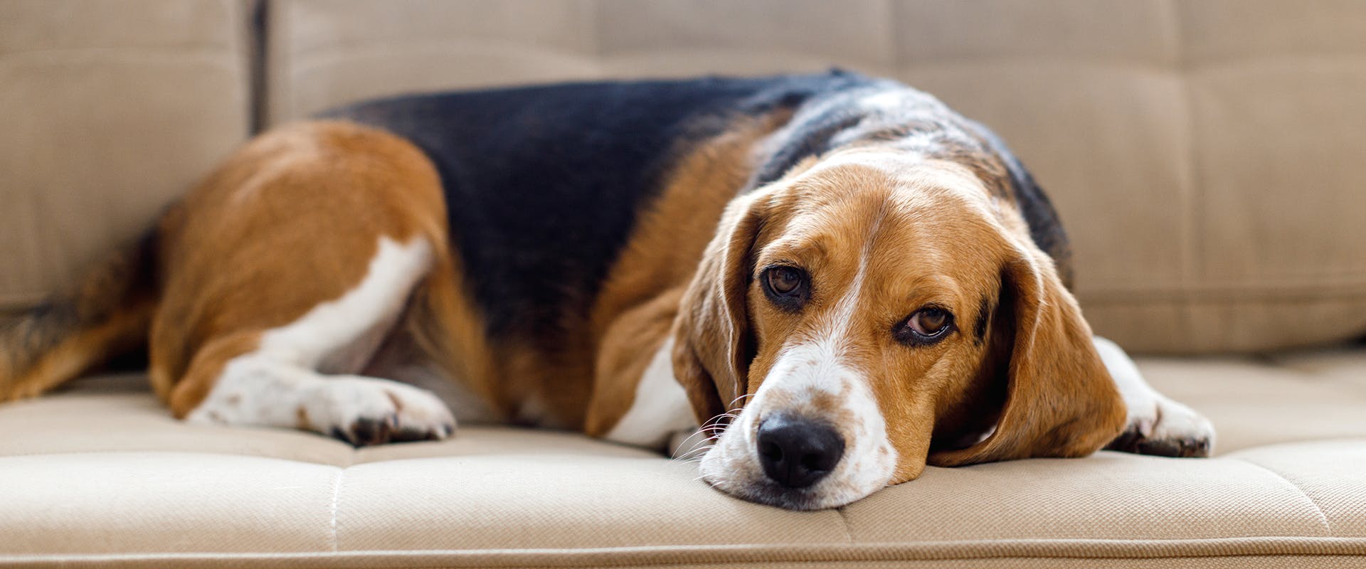 A Beagle dog laying on a sofa