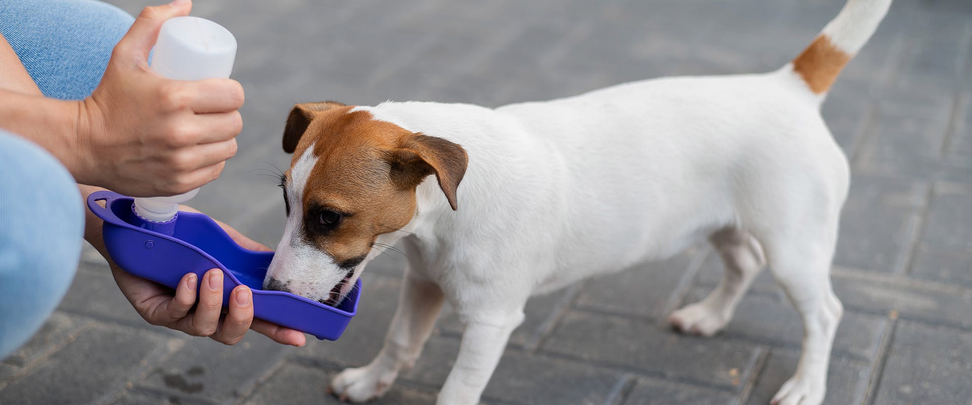 A small dog drinking from a dog water bottle