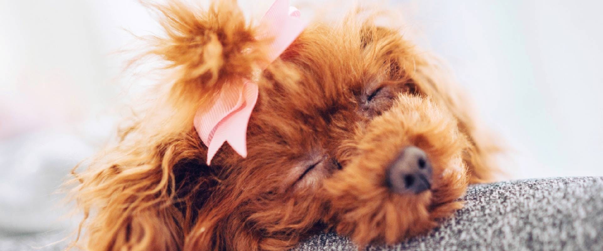 Toy Poodle sleeping at home