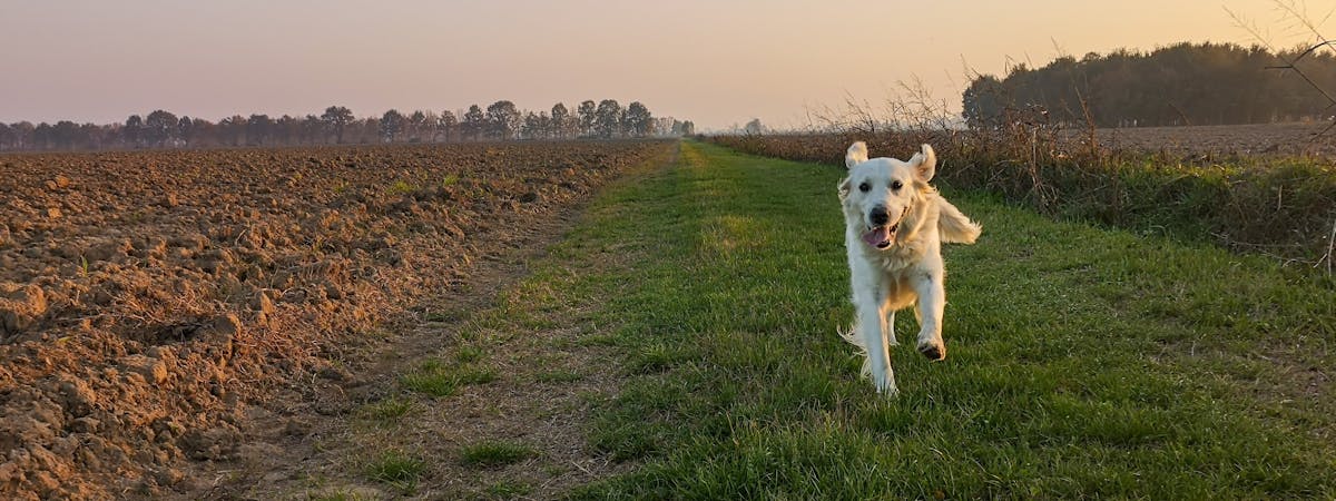Dog running in the countryside