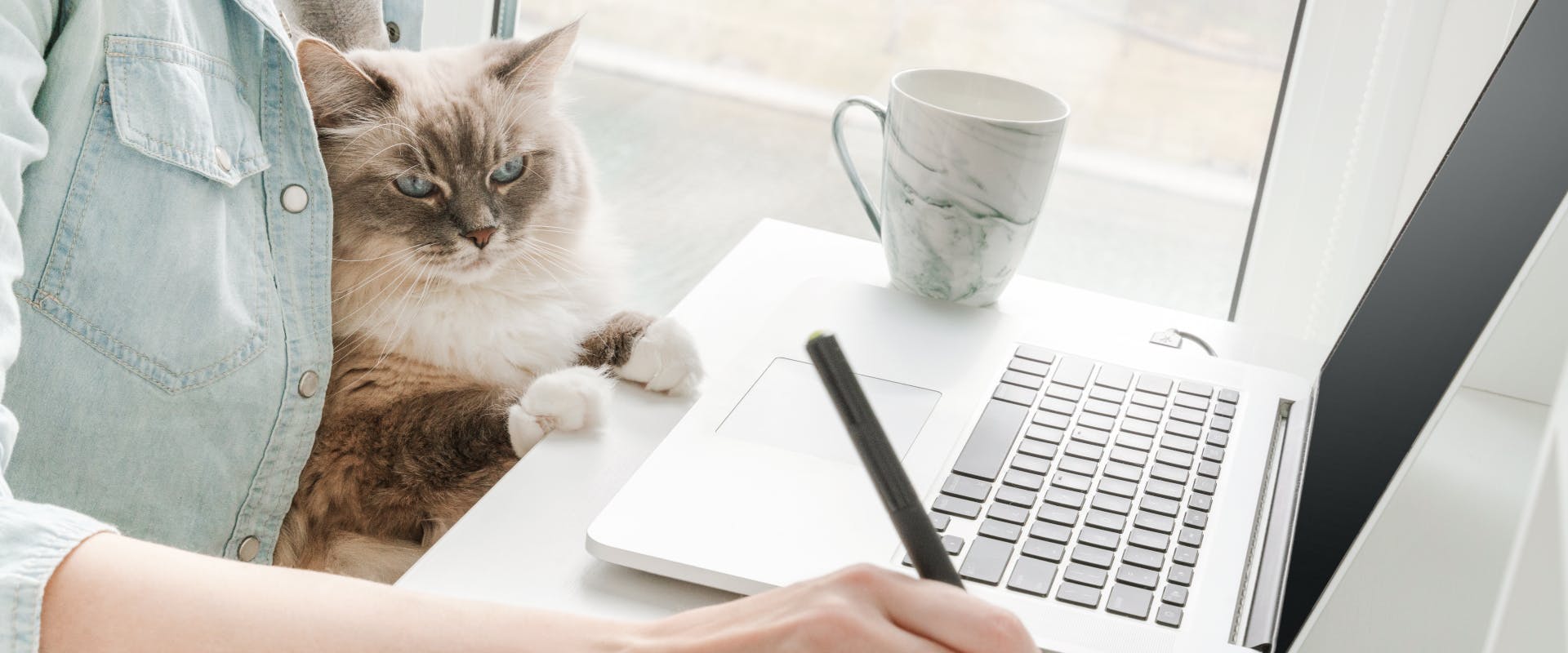 a ragdoll cat sat on a cat sitter's lap whilst they work on their laptop