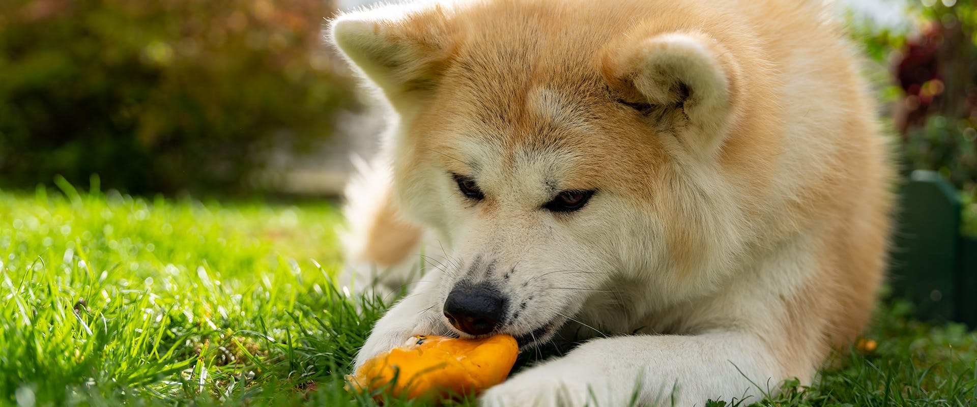 A Japanese Akita sitting on grass, playing with an orange chew toy