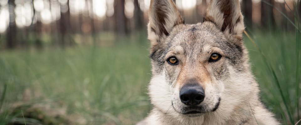 Alpha Dog: Meanings and Myths | TrustedHousesitters.com