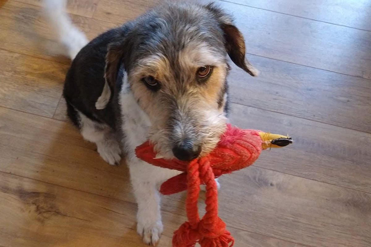 A dog looking longingly up at the camera, with a red bird dog toy in its mouth 