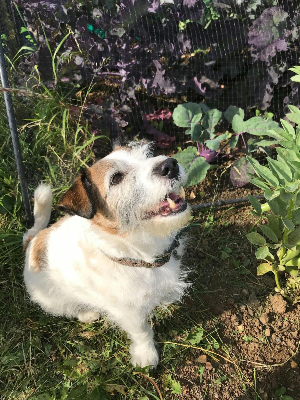 Jack Russell sitting in sunny garden